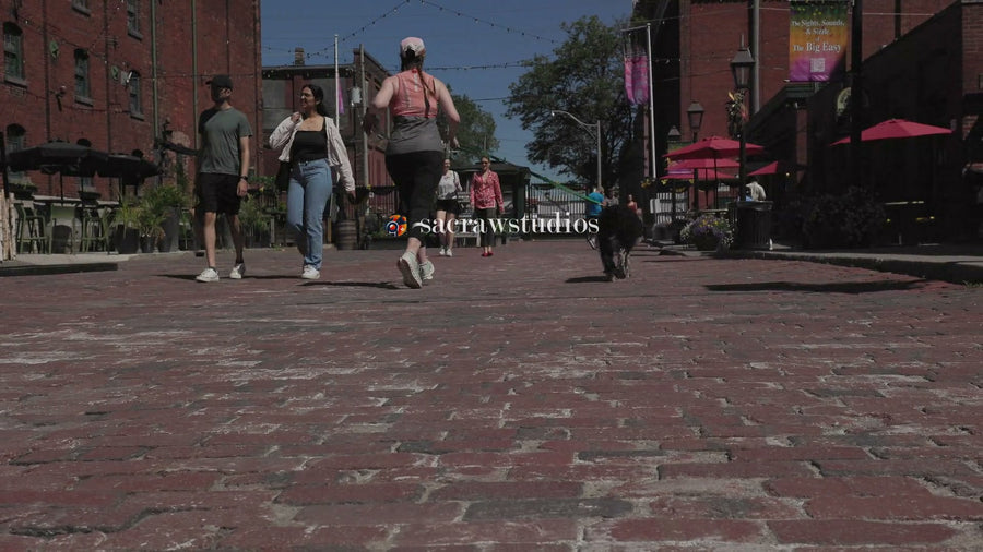 Cobblestone Street Dog Walk Day