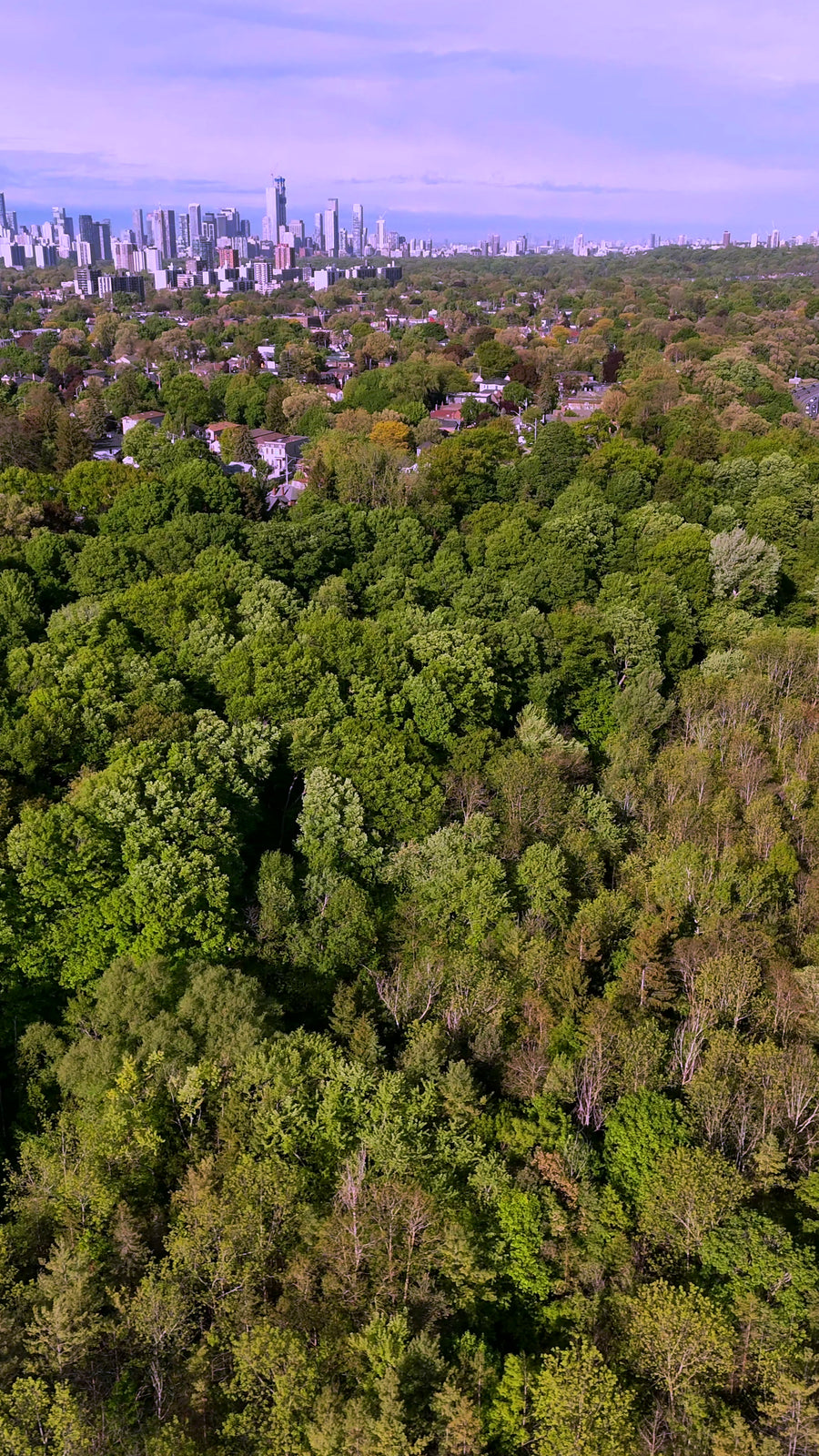 Forest to City Skyline Transition - Aerial Reveal