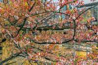 The Sakura Line in Tokyo — fine-art print