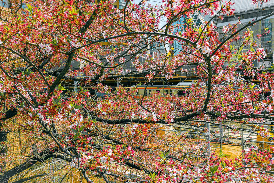 The Sakura Line