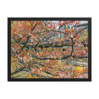 The Sakura Line — framed print, black frame