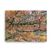 The Sakura Line — gallery canvas