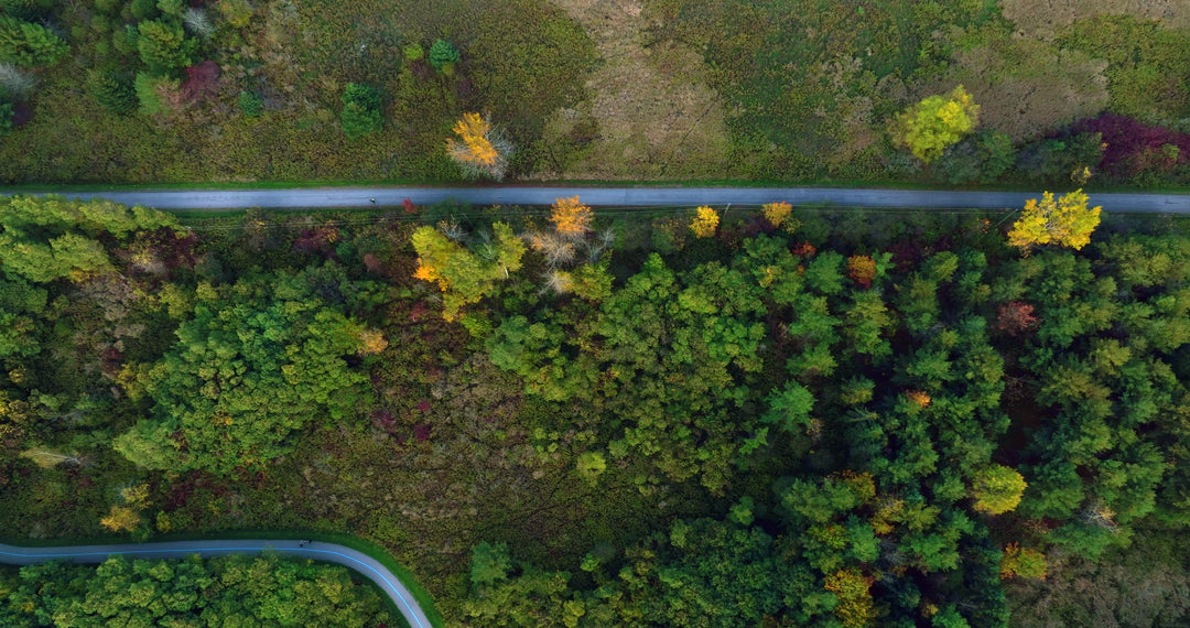 Aerial Top View of Winding Road Through Autumn Forest — Premium 4K stock footage
