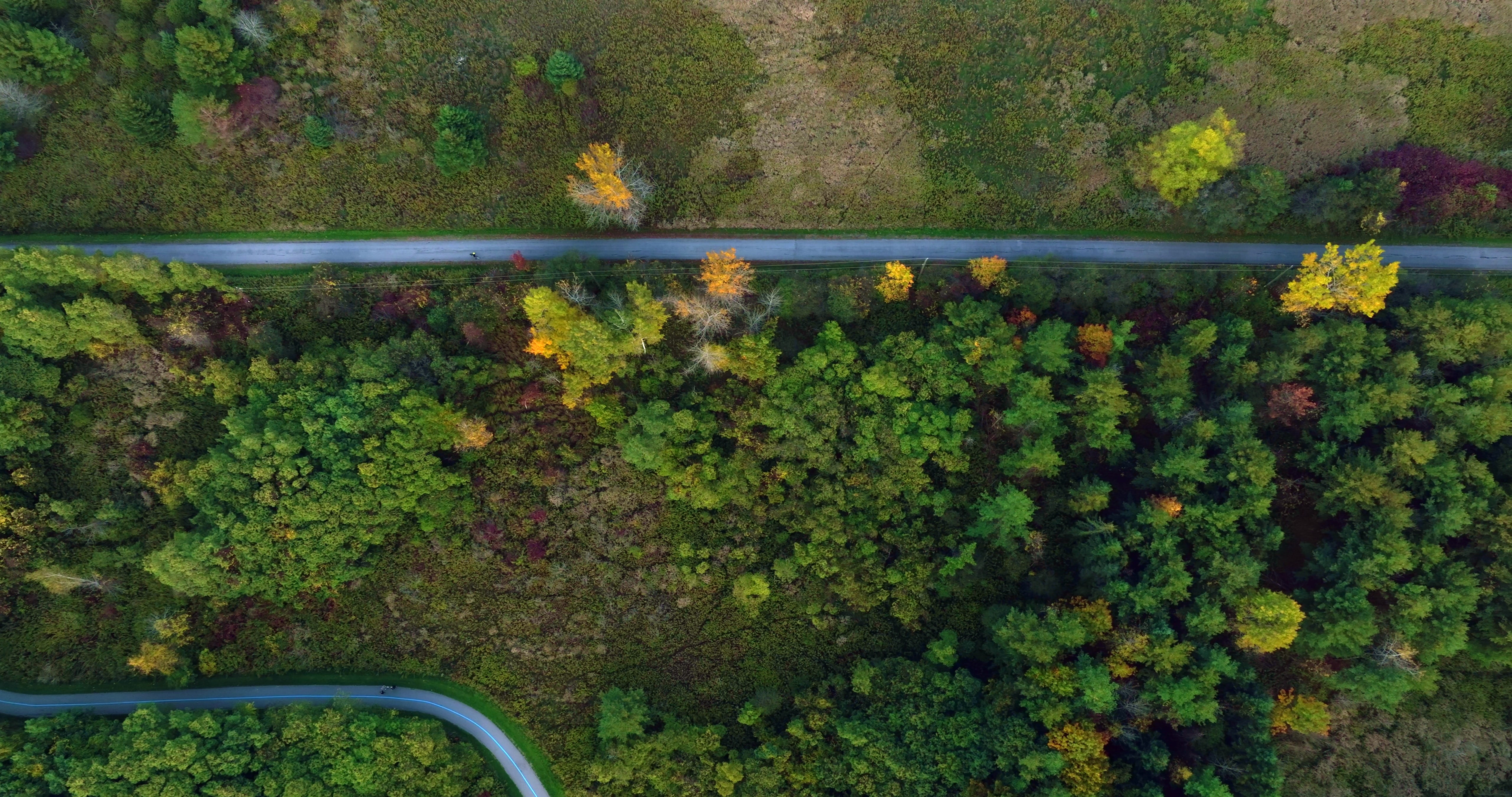 Aerial Top View of Winding Road Through Autumn Forest in Canada — 4K stock footage