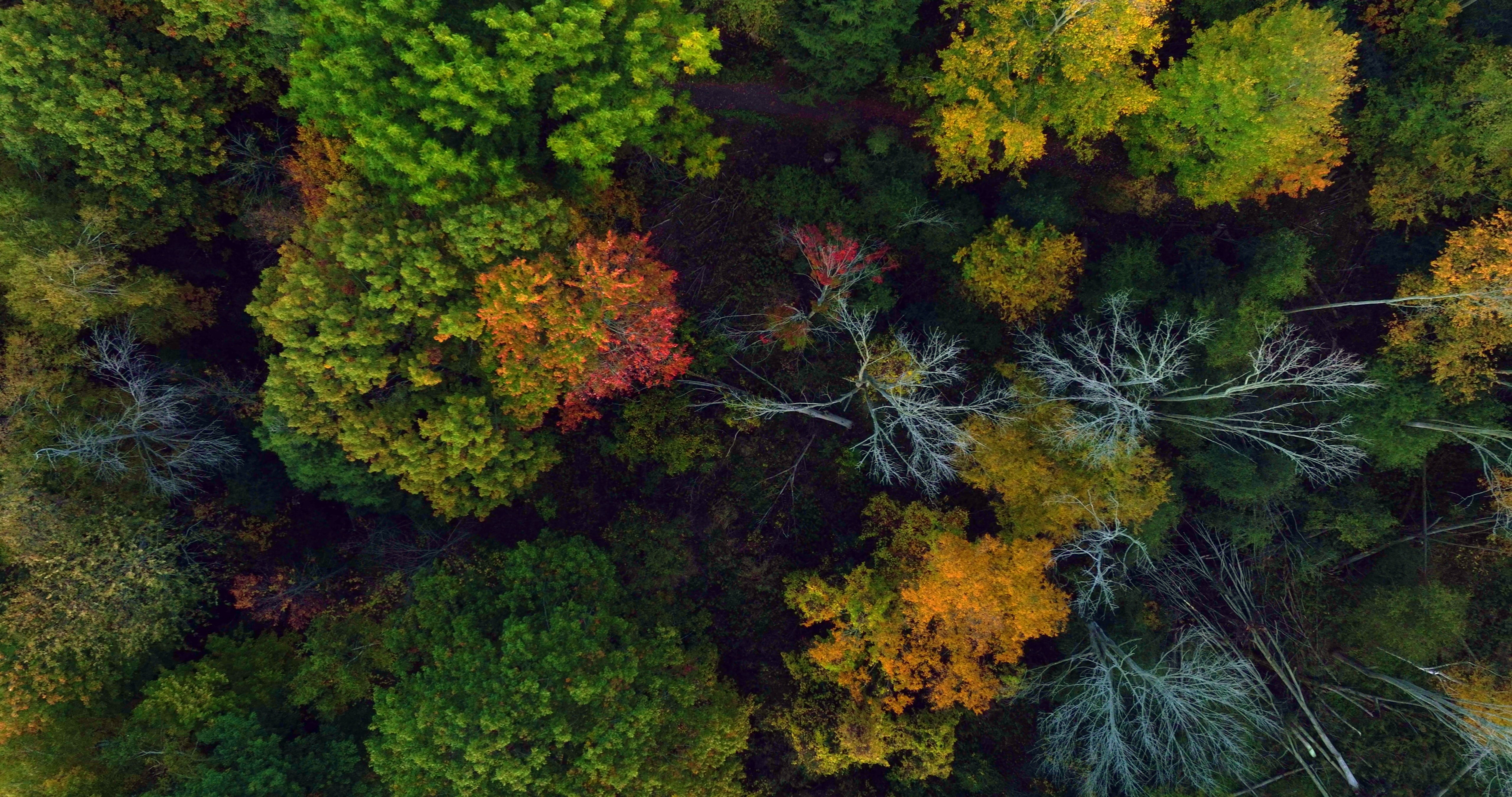 Autumn Forest Foliage - Top Down in Canada — 4K stock footage