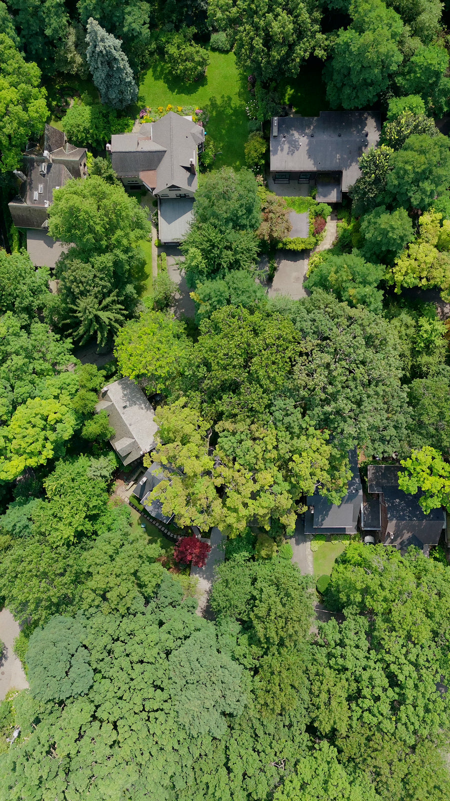 Lush Suburban Neighborhood in Summer - Top Down Aerial